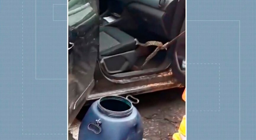 Jararaca é encontrada em carro. (Foto: Divulgação)
