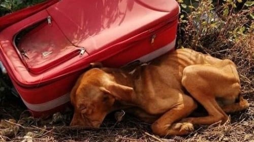 Cachorro é abandonado no meio do nada em uma mala, mas ele não parou de lutar