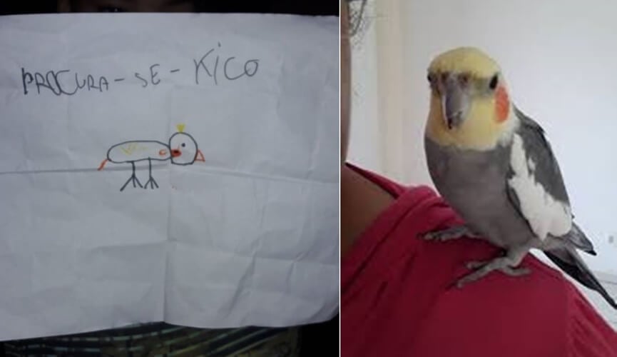 Criança faz cartaz para achar calopsita que sumiu e comove internautas