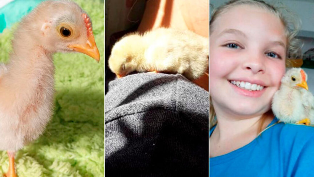 Kim e o amigo pintinho Tico. (Foto: Divulgação)