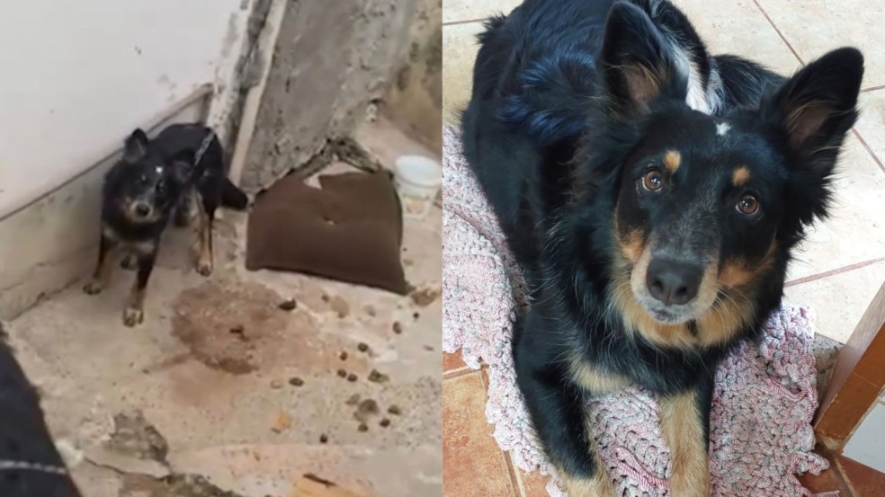 Cachorro preto preso em corrente