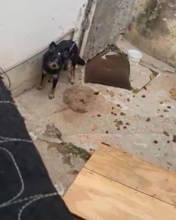 Cachorro preto preso em corrente