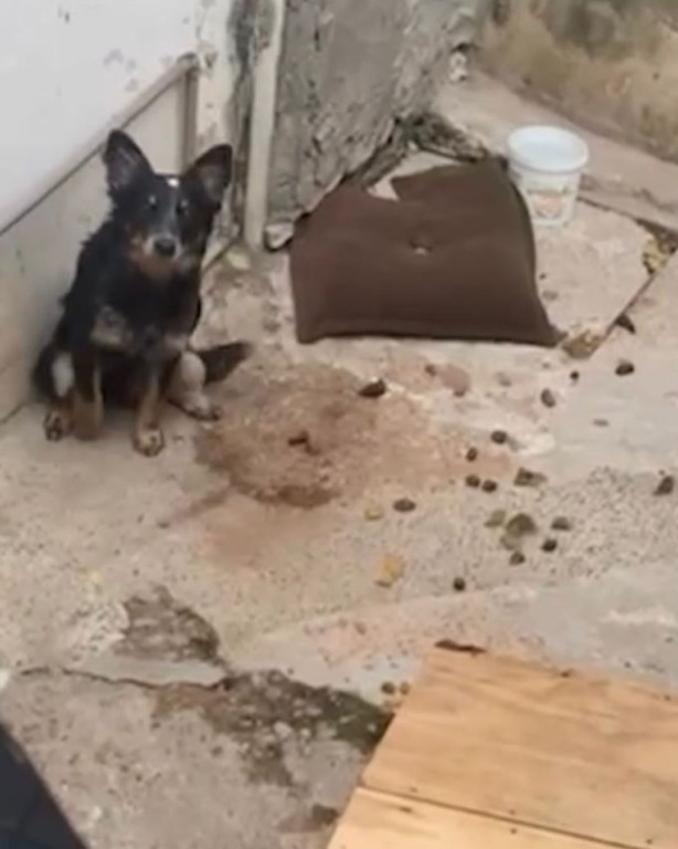 Cachorro preto preso em corrente