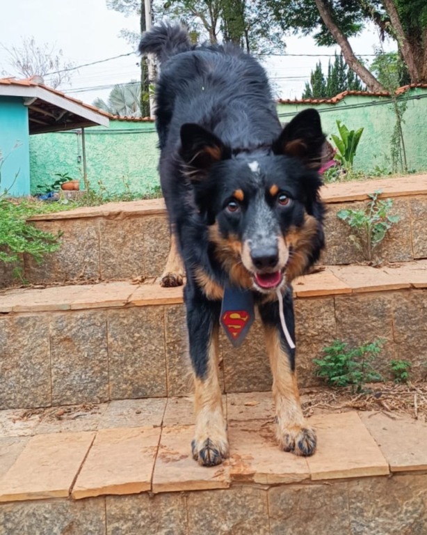 Cachorro preto em escada
