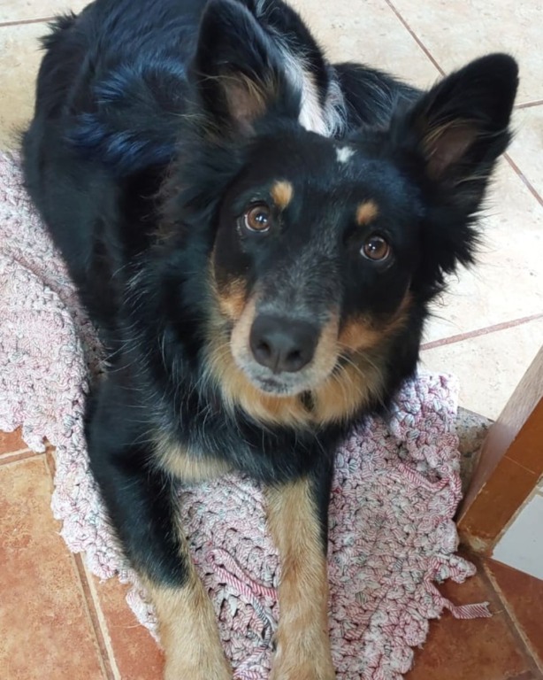 Cachorro preto deitado