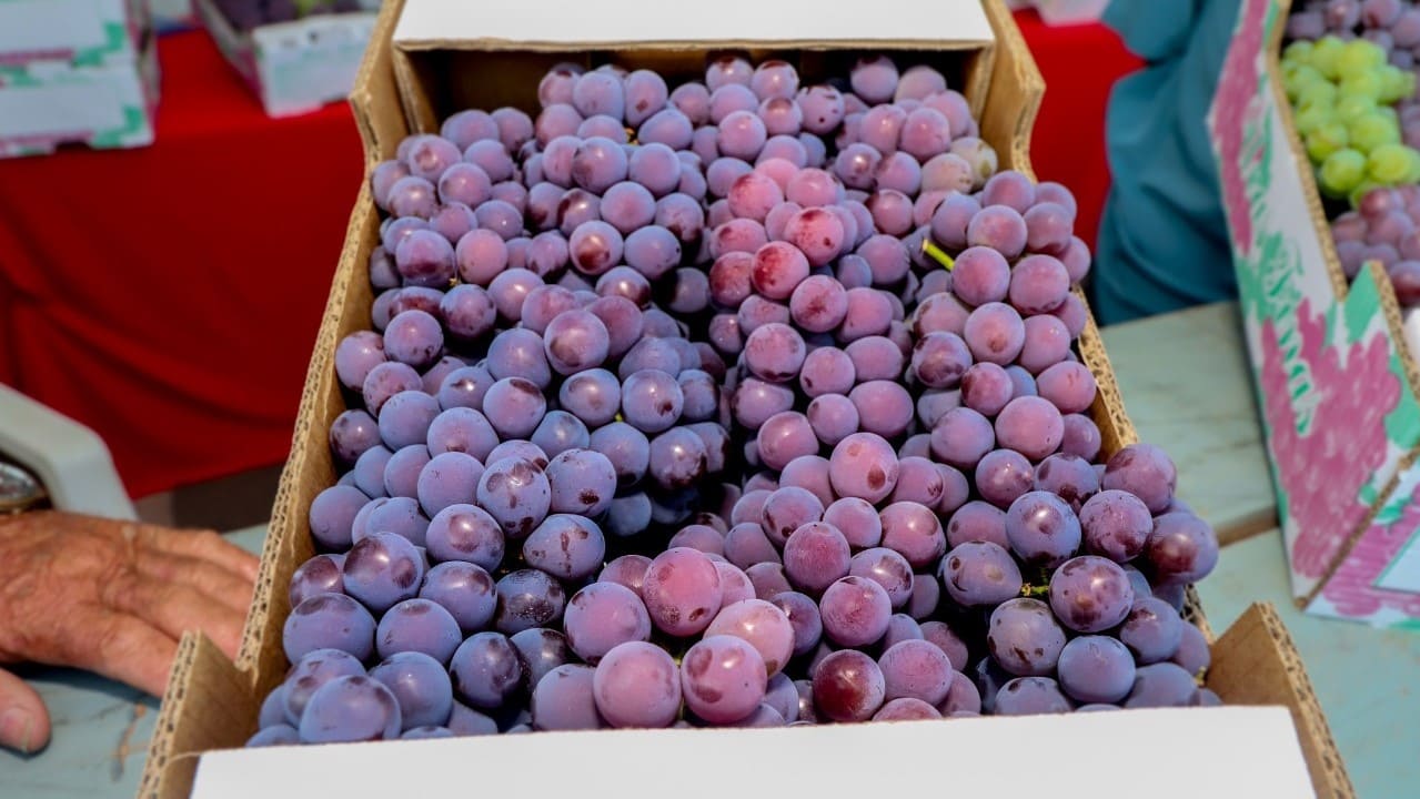 Leilão de uvas premiadas de Itupeva será neste domingo (19), no Cine Teatro