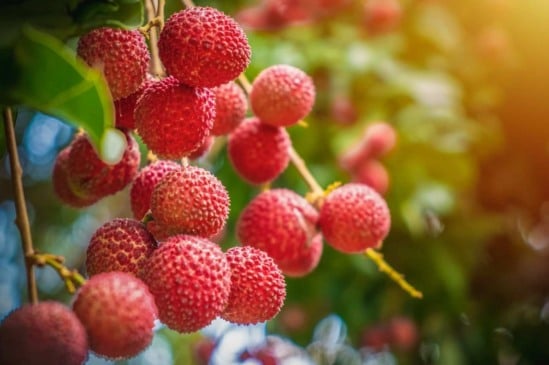 Como plantar lichia em casa: dicas para um cultivo bem-sucedido