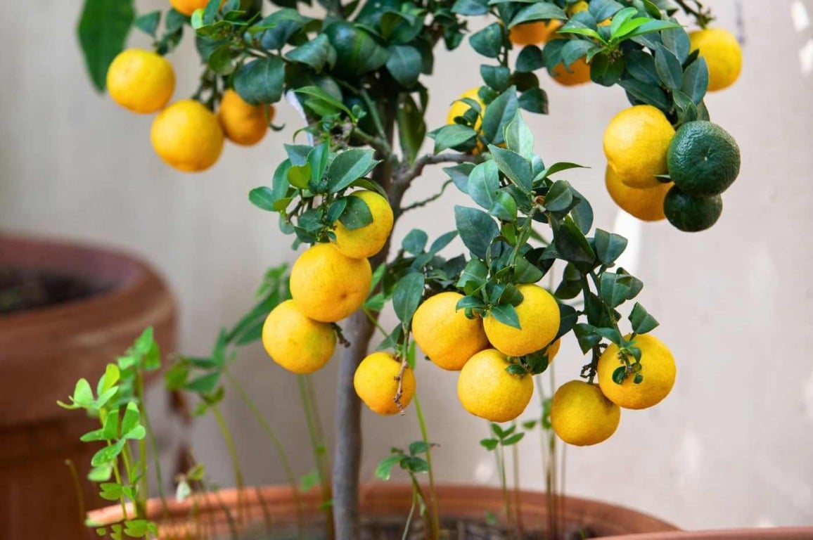 Frutas em vasos: veja como cultivar árvores frutíferas em espaços pequenos