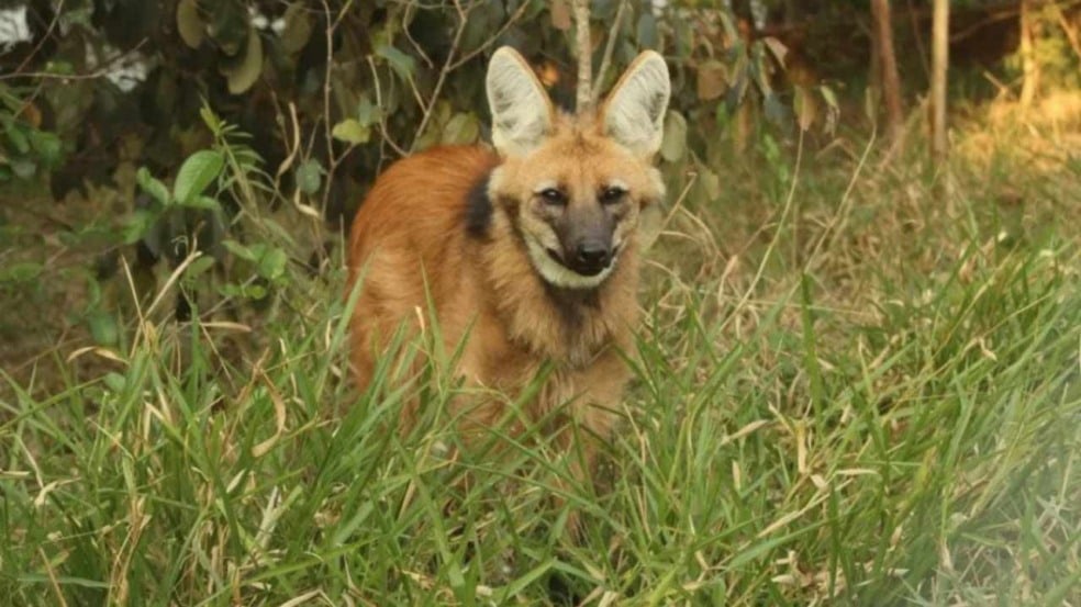 lobo-guará-recuperado-Mata-Ciliar-compressed