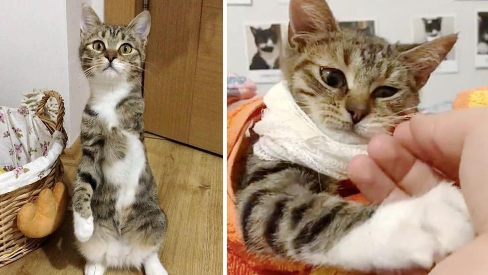 Foto: Instagram/zikrettinn