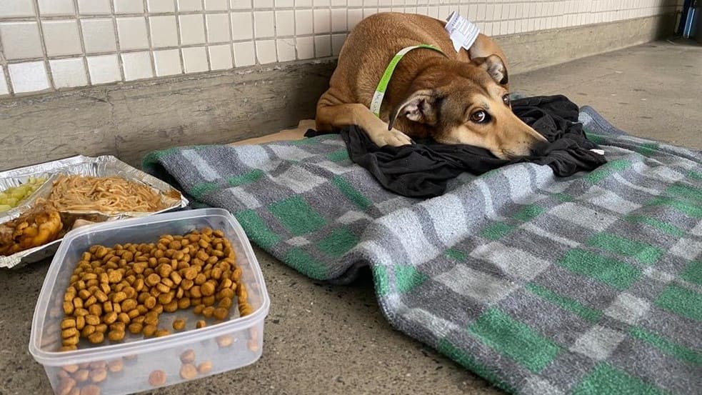 Lucimara à espera do dono na porta do pronto-socorro (Foto: Fábio Agostini do Amaral Gomes/Arquivo Pessoal)