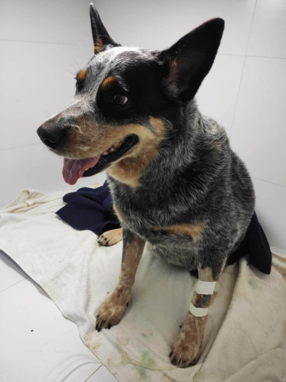 Luna durante atendimento no Centro Veterinário Kuka Freska