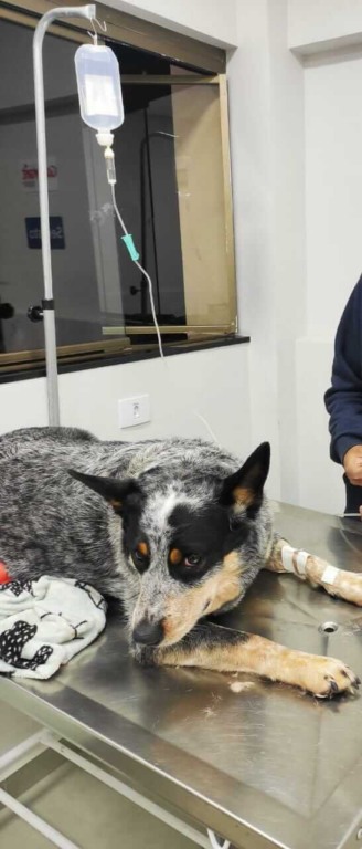 Luna durante atendimento no Centro Veterinário Kuka Freska