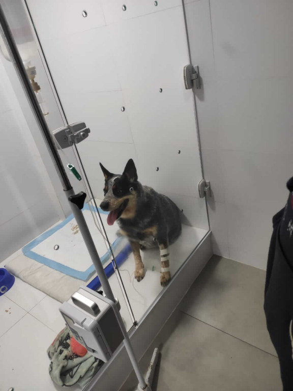 Luna durante atendimento no Centro Veterinário Kuka Freska