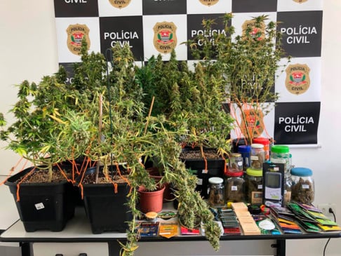 Maconha apreendidas. (Foto: Divulgação)