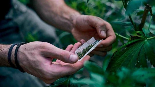 STF determina limite de porte de maconha para uso pessoal