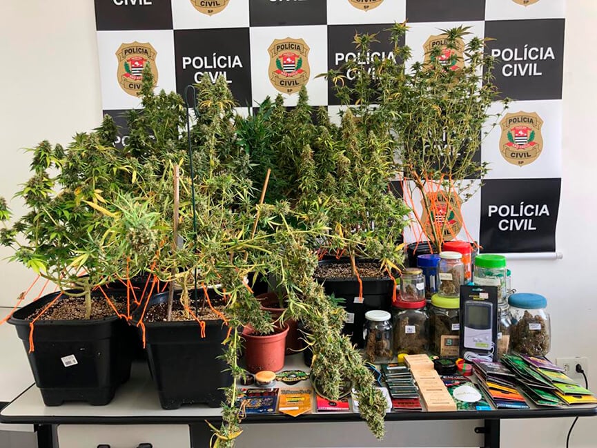 Maconha apreendidas. (Foto: Divulgação)