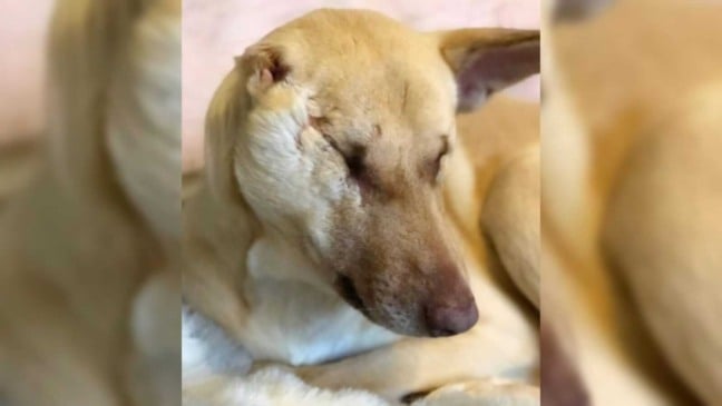 Maggie estava grávida quando foi alvejada por 17 tiros