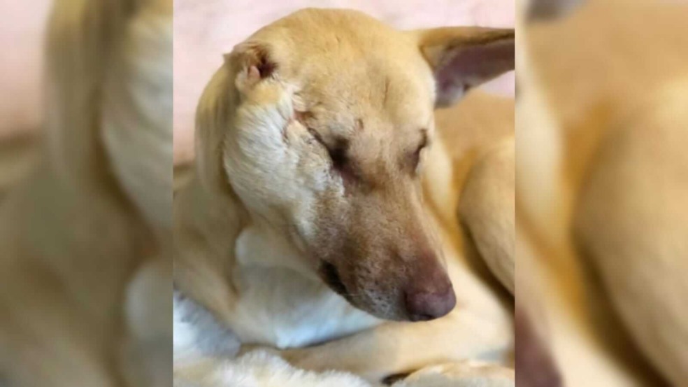 Maggie estava grávida quando foi alvejada por 17 tiros