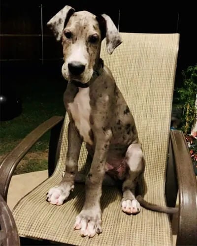 Filhote de cachorro Dog Alemão