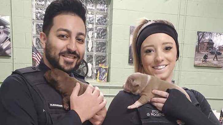 Foto: reprodução/Facebook Detroit Pit Crew Dog Rescue