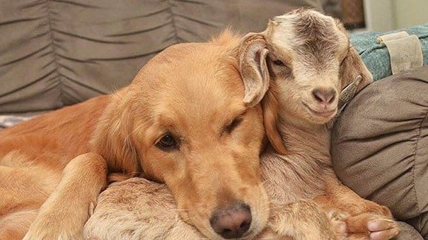 Foto: Andrea Holley/The Dodo