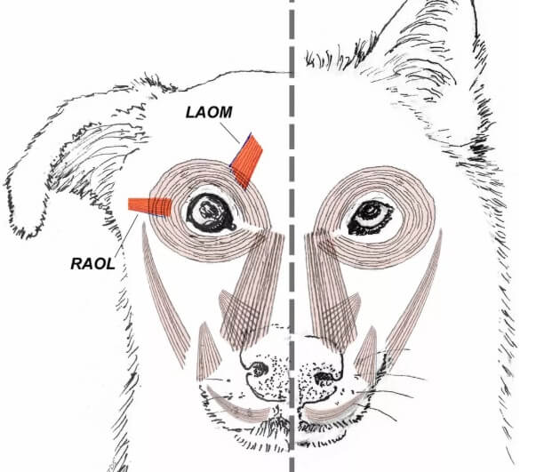 Manipulação de cachorros