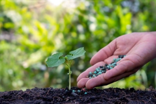 Fertilizantes orgânicos e minerais: qual a diferença?