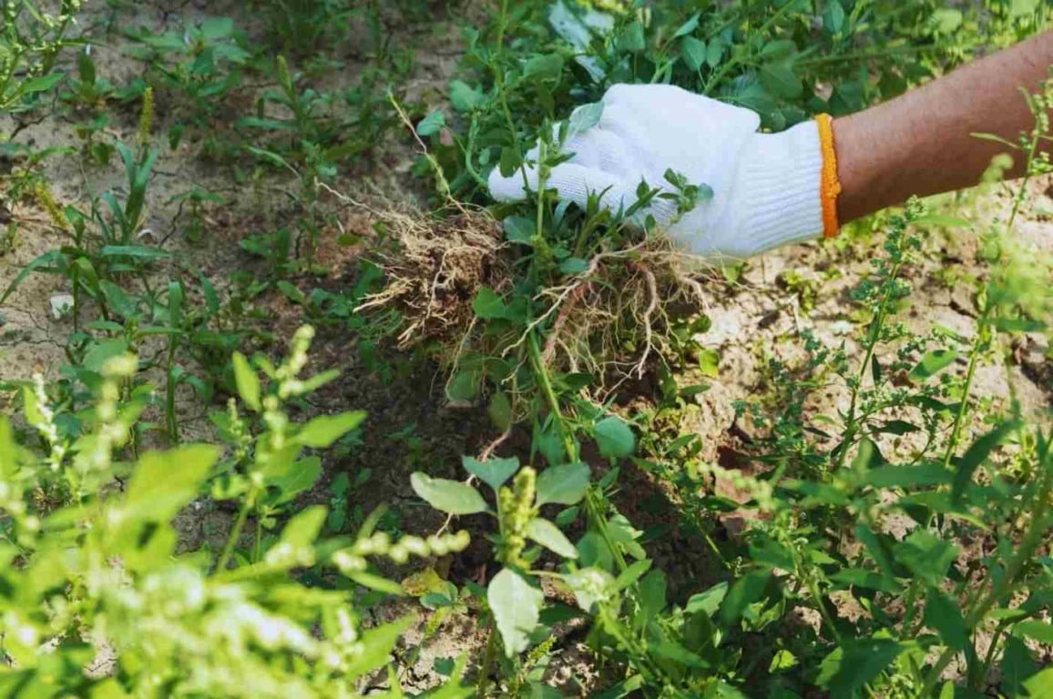 3 receitas caseiras de mata-mato para acabar de vez com os invasores 3 receitas caseiras de mata-mato para acabar de vez com os invasores