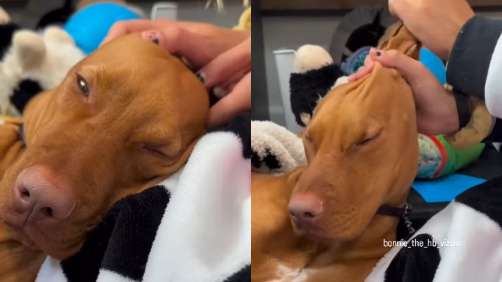 Cachorro recebendo massagem.