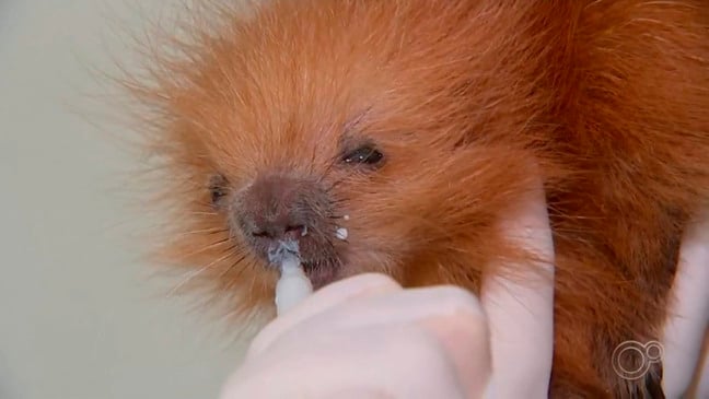 Filhote na Associação Mata Ciliar. (Foto: Reprodução TV Tem)