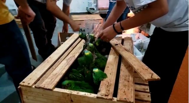 Mata Ciliar acolheu filhotes de papagaios e araras apreendidos em Mato Grosso.