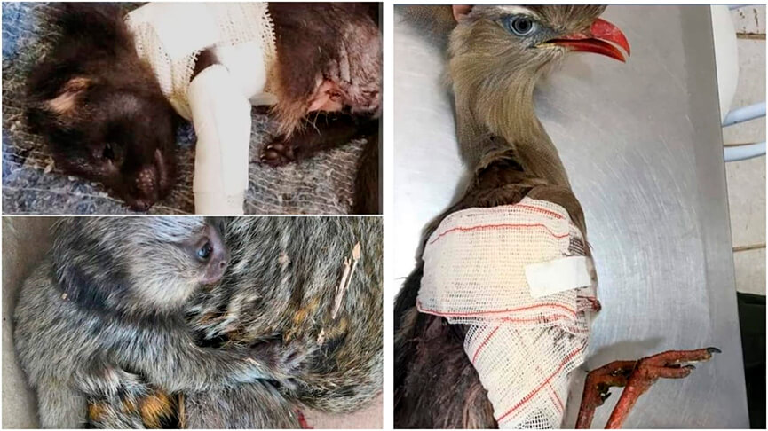 Animais feridos na Associação Mata Ciliar. (Foto: Divulgação)