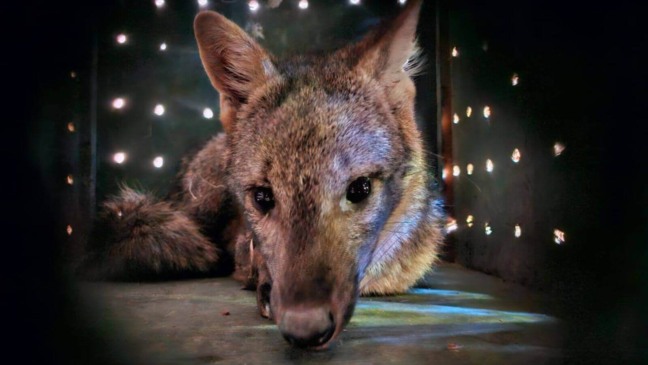 Cachorro-do-mato resgatado dentro de caixa de transporte