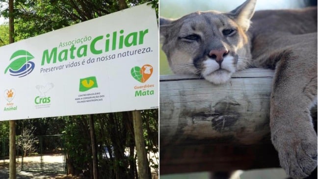 Placa da Mata Ciliar ao lado de imagem de animal resgatado