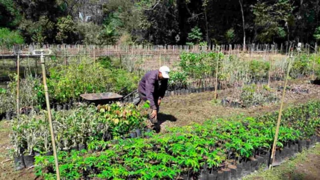 mata-ciliar-viveiro-de-mudas-compressed