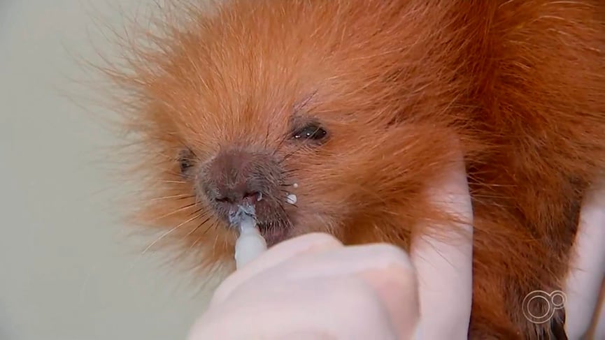 Filhote na Associação Mata Ciliar. (Foto: Reprodução TV Tem)