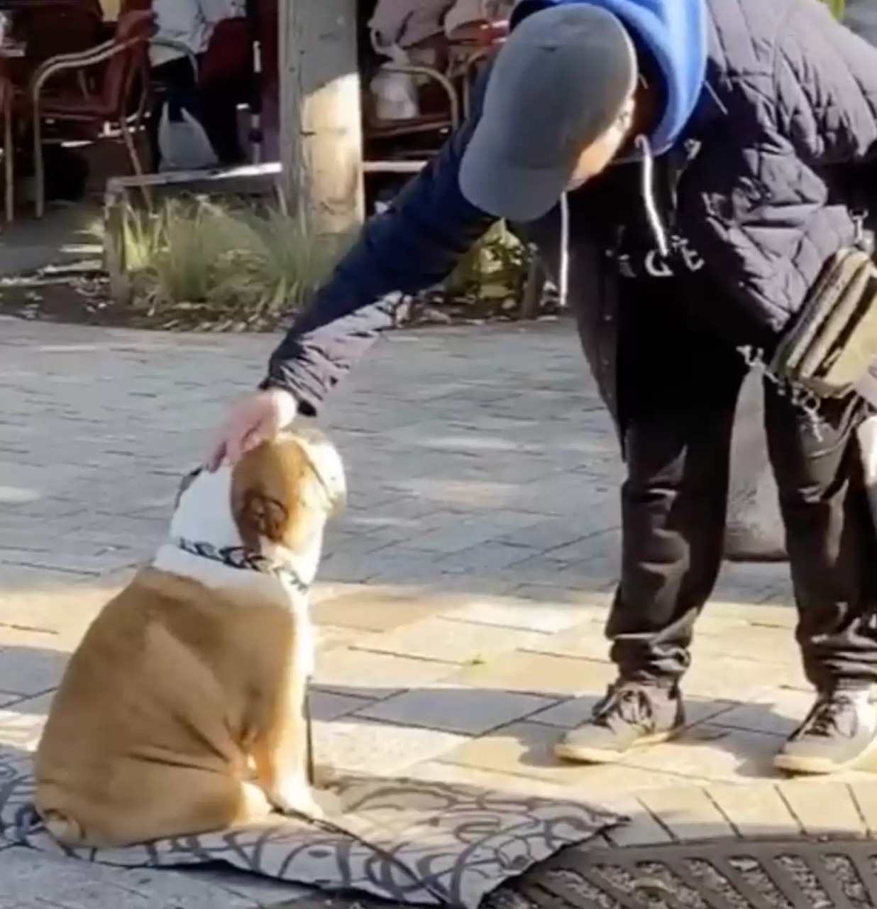 menino-carinho-buldogue-compressed