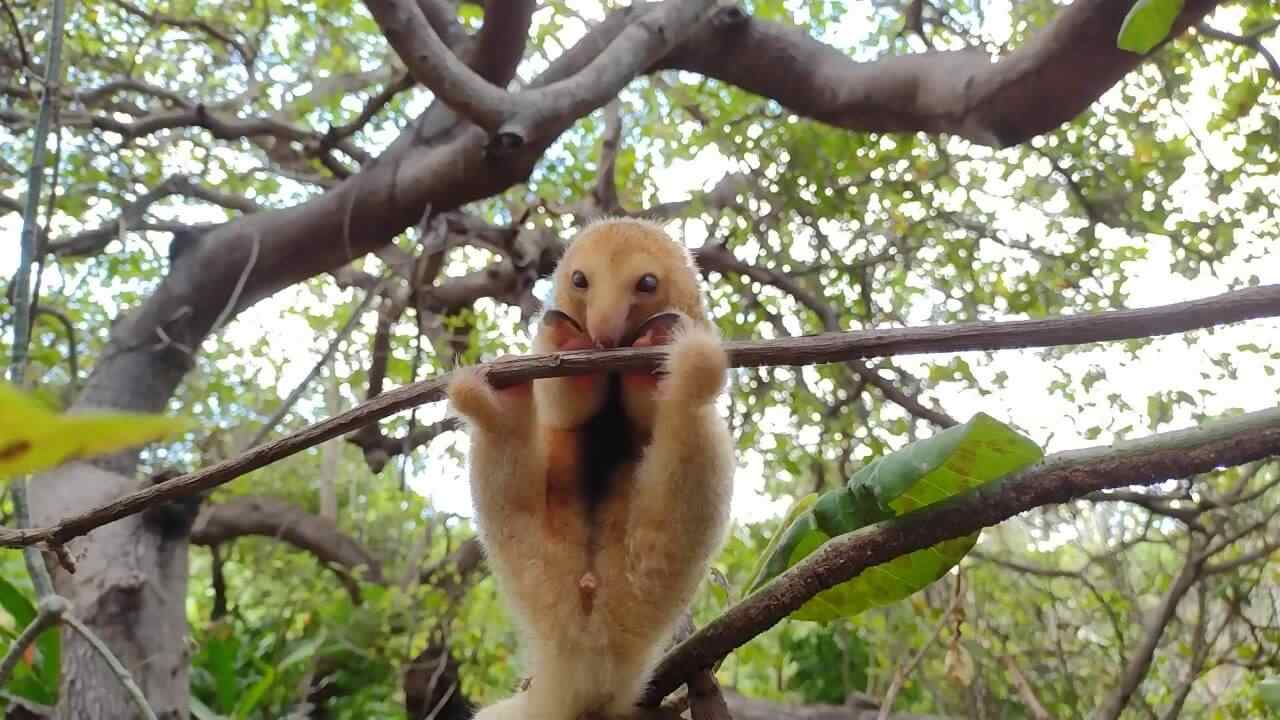 Menor Tamanduá do Mundo