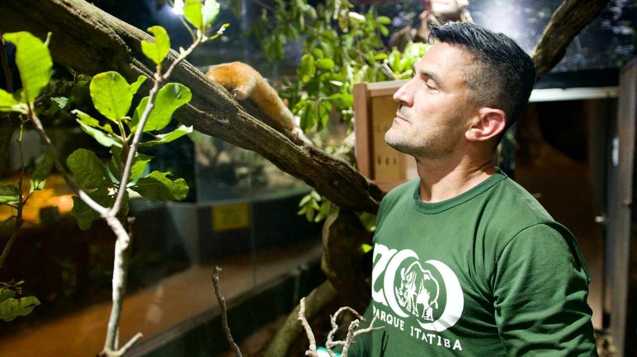 Menor Tamanduá do Mundo