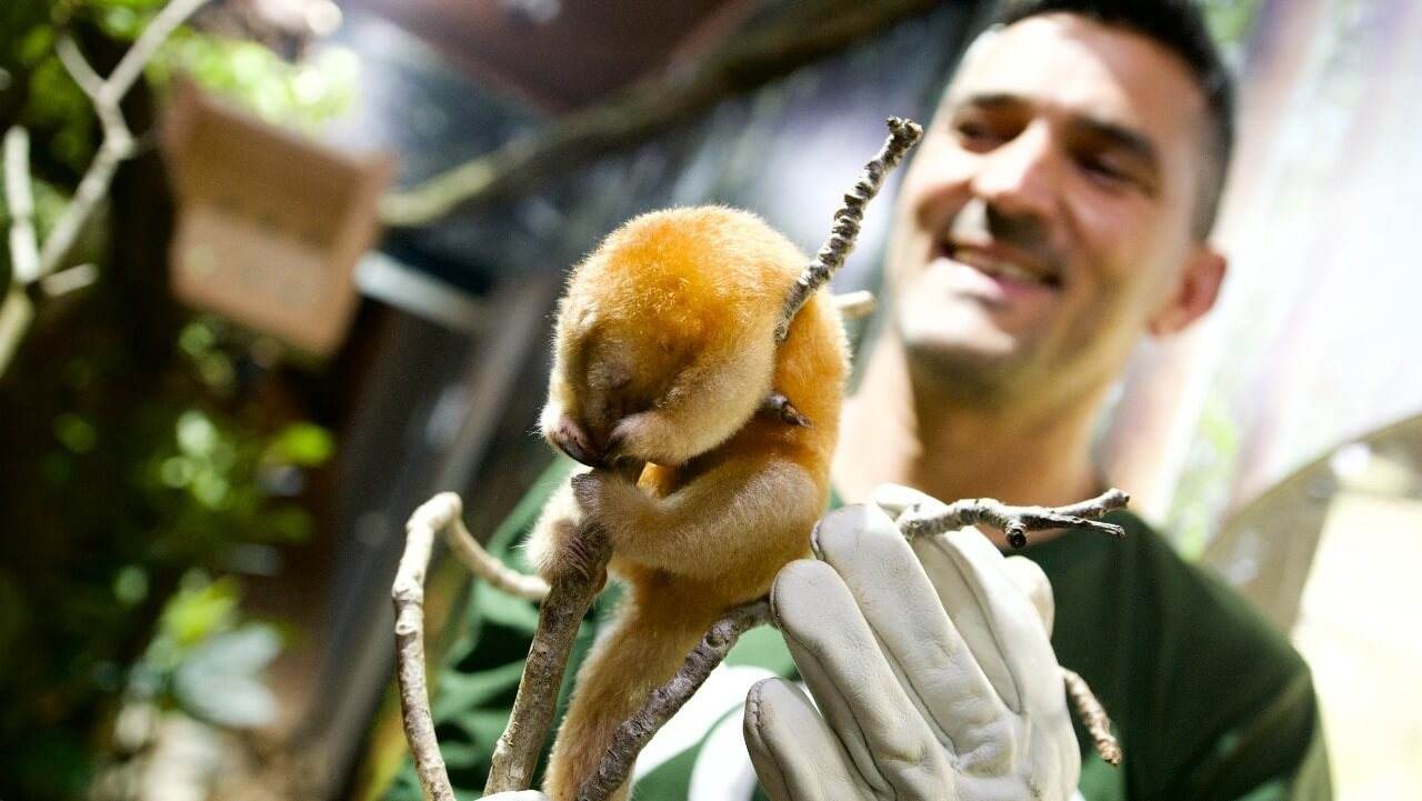 Menor Tamanduá do Mundo