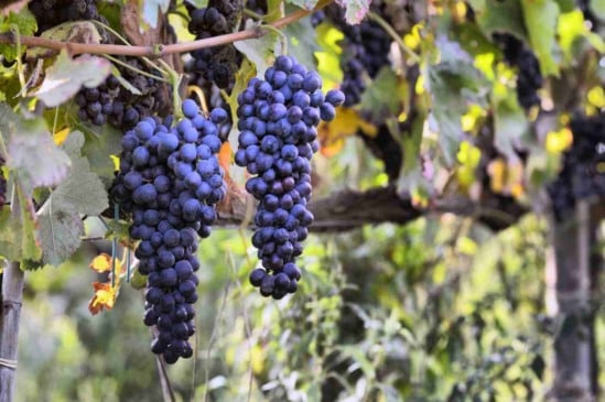 Foto: nikitos77/Canva