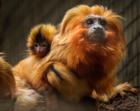 Mico-Leão-Dourado. (Foto: Divulgação)