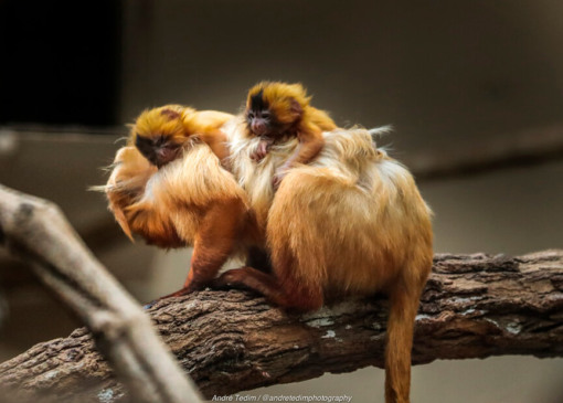 Mico-Leão-Dourado. (Foto: Divulgação)