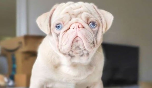 Foto de cachorro rosa com olhos azuis