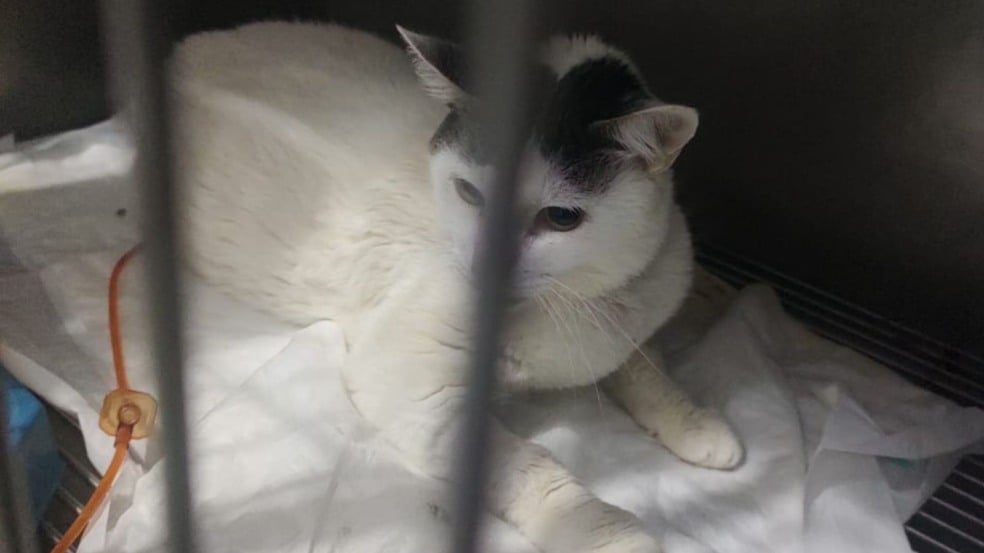 Mingau, o gato. Mingau, o gato.