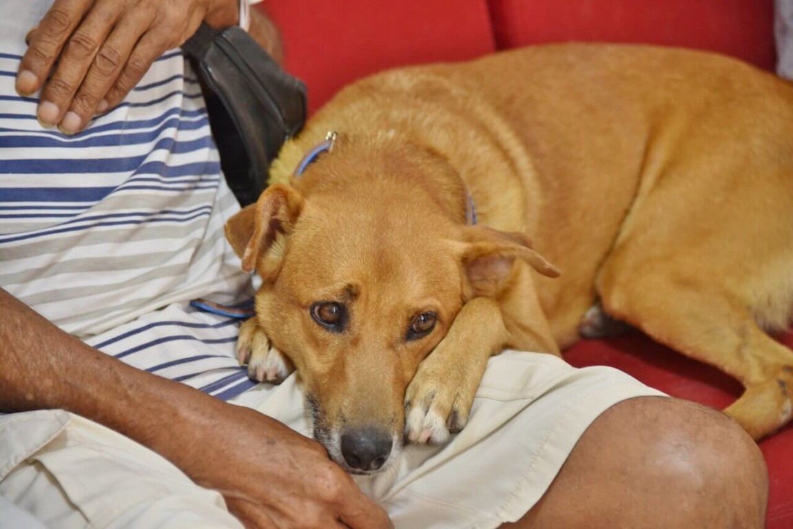 Cachorro deitado no colo do tutor