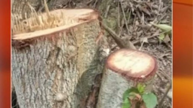 Morador de Várzea Paulista é multado por cortar árvores nativas sem altorização