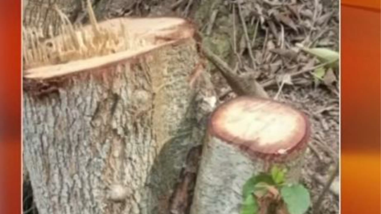 Morador de Várzea Paulista é multado por cortar árvores nativas sem altorização