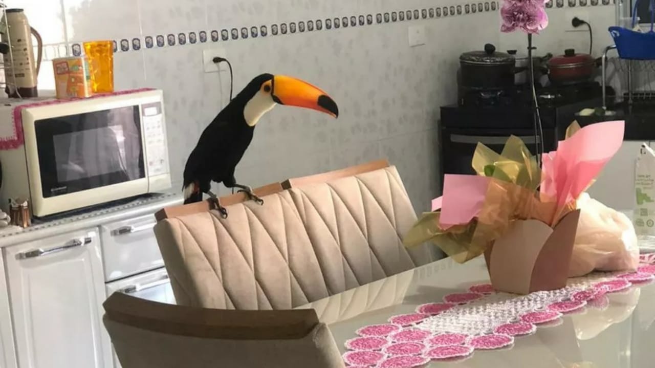 Morador flagra tucano caminhando dentro de casa em Jundiaí